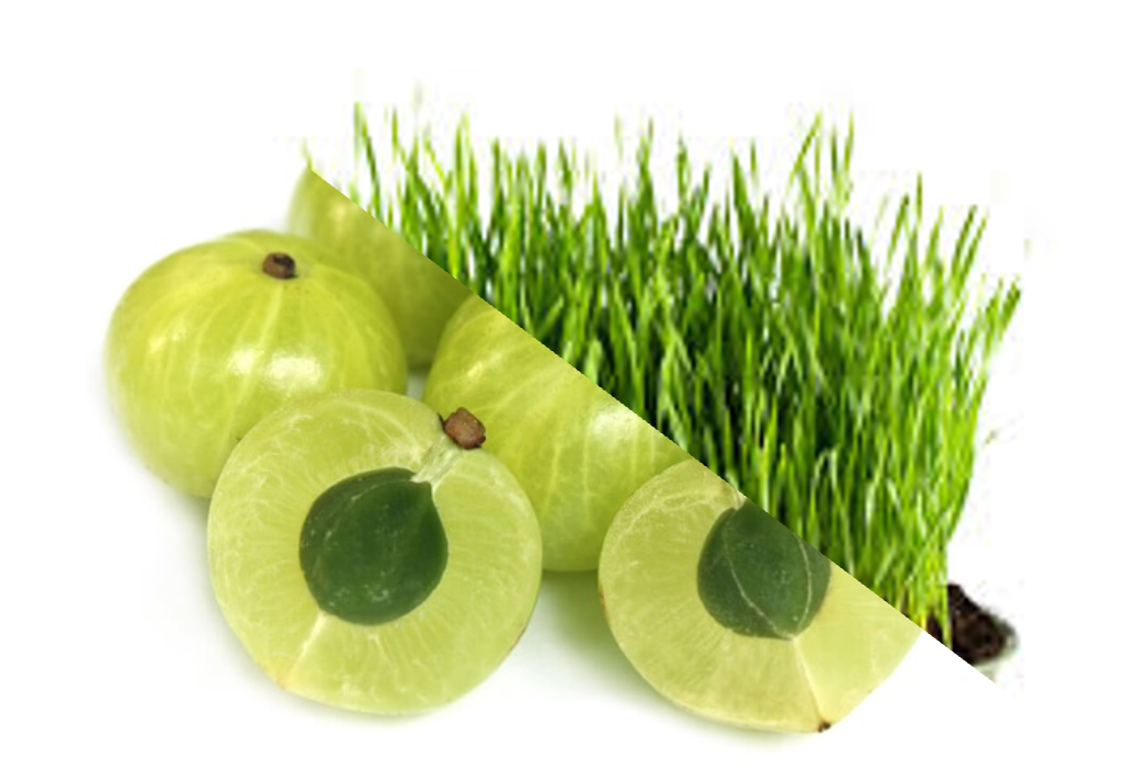 인디안구스베리∙새싹보리추출복합물 (IB Complex™) (개별인정 제 2025-40호)