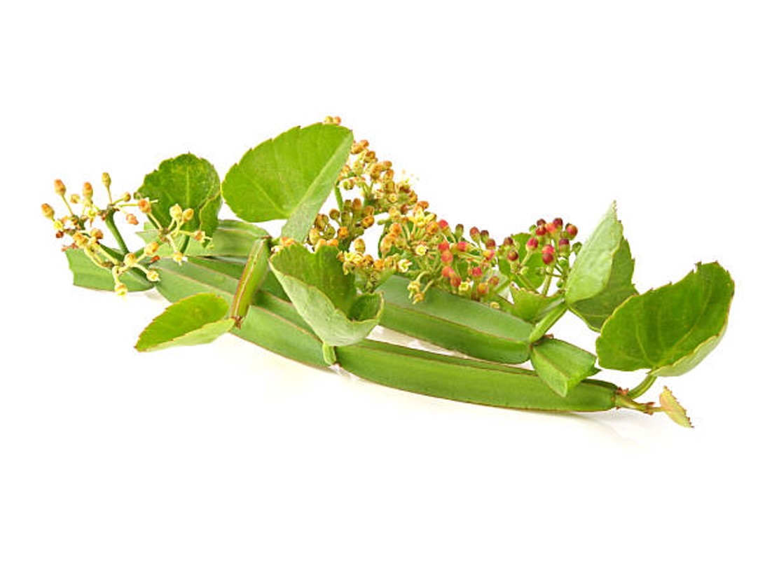 시서스추출물 (개별인정 제 2018-14호)