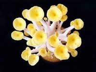 노랑느타리버섯 추출물 (에르고티오네인)