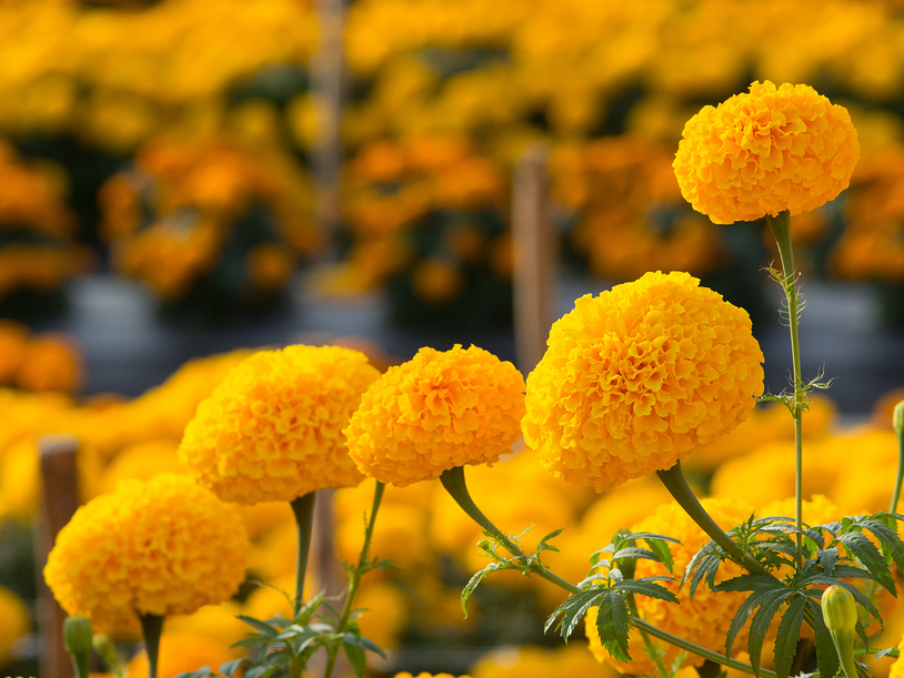 루테인지아잔틴복합추출물 (개별인정 제 2018-4호)